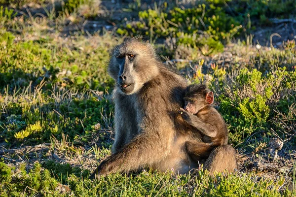 Pavianmutter Mit Ihrem Baby Südafrika — Stockfoto