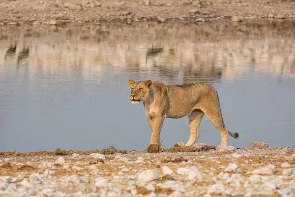 Löwin Läuft Neben Wasserloch Namibischer Savanne — Stockfoto