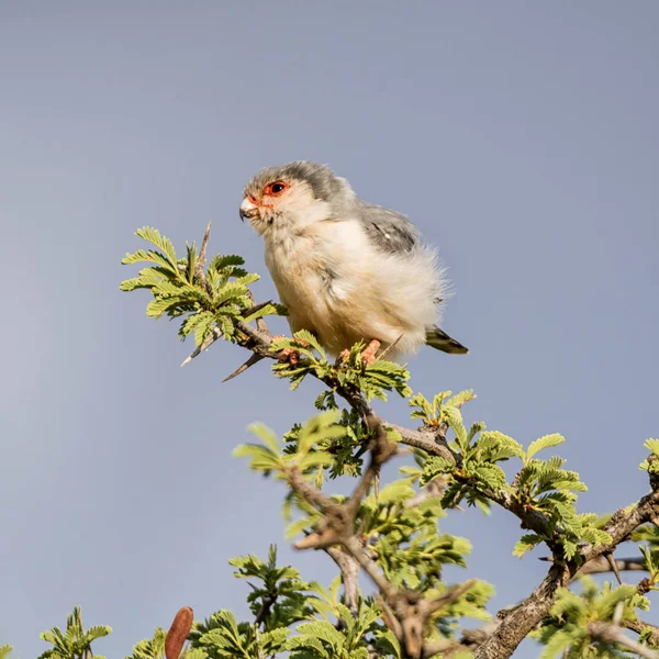 Faucon Pygmée Assis Sur Une Branche Arbre Dans Savane Afrique — Photo