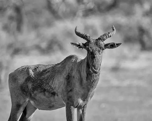 Porträt Der Sessebe Antilope Nach Rotschlammbad — Stockfoto