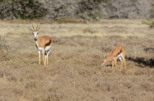 Springbok Adulto Con Ternera Joven Sabana Northern Cape Sudáfrica — Foto de Stock