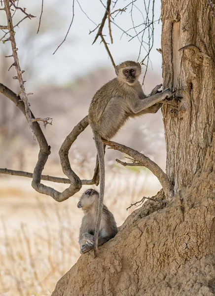 Affen Entspannen Sich Schatten Eines Baumes Namibischer Savanne — Stockfoto