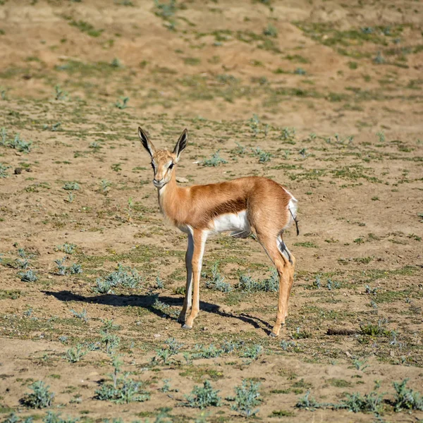 Springbok Antilop Kalv Södra Afrikanska Savannen — Stockfoto