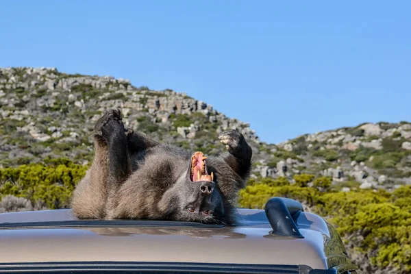 Chacma Babian Visar Tänder Som Varning Varma Biltaket Södra Afrika — Stockfoto