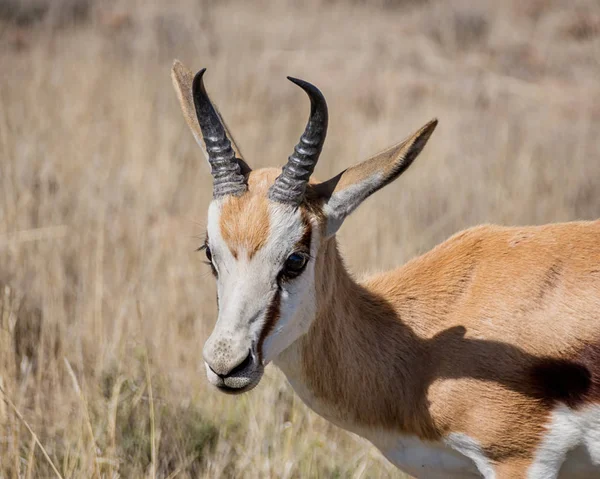 Portrait Antilope Springbok Dans Savane Afrique Australe — Photo