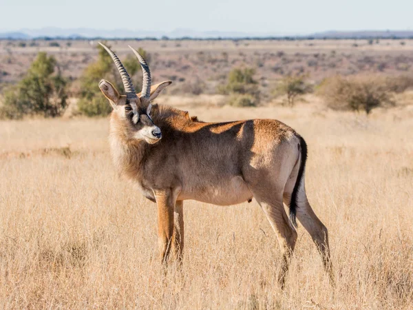 Roan Antilopa Stojící Savaně Jižní Afrika — Stock fotografie