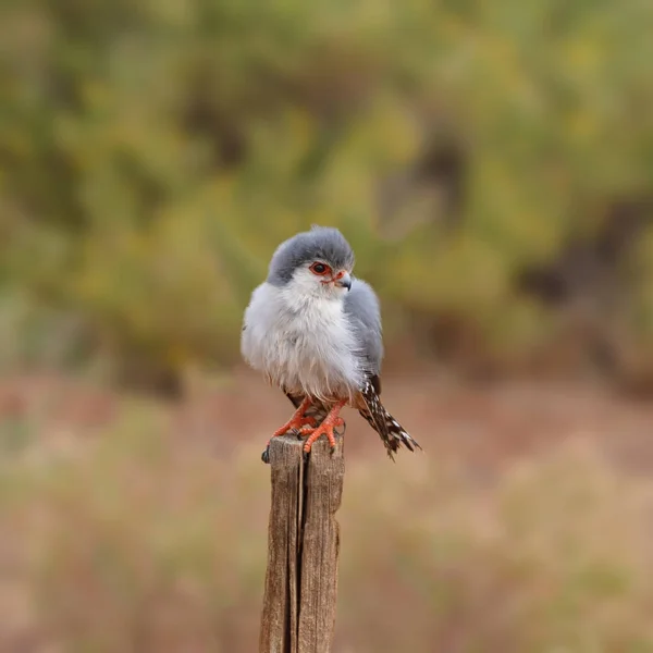 Pygmy Falcon Wznosi Się Drewniany Klepkowy Afryce Południowej — Zdjęcie stockowe