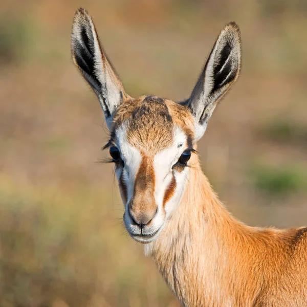 Portrét Springbok Antilopy Jižní Africké Savany — Stock fotografie