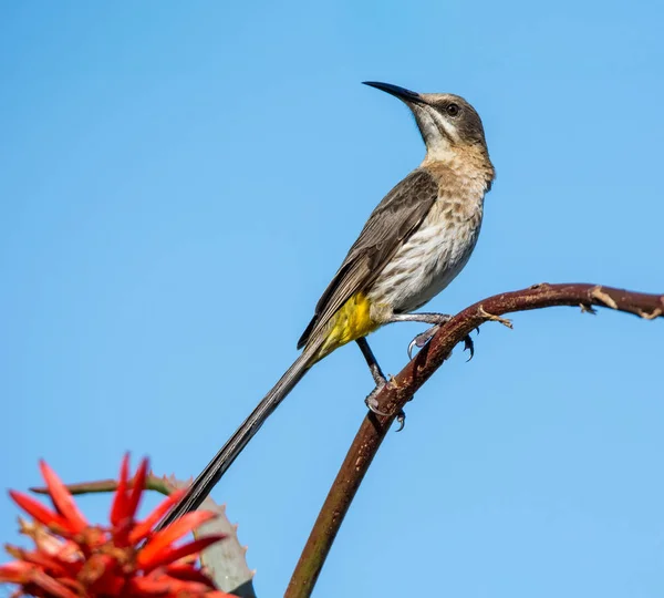 Cape Sugarbird Macho Empoleirado Planta Aloés Vermelho África Austral — Fotografia de Stock