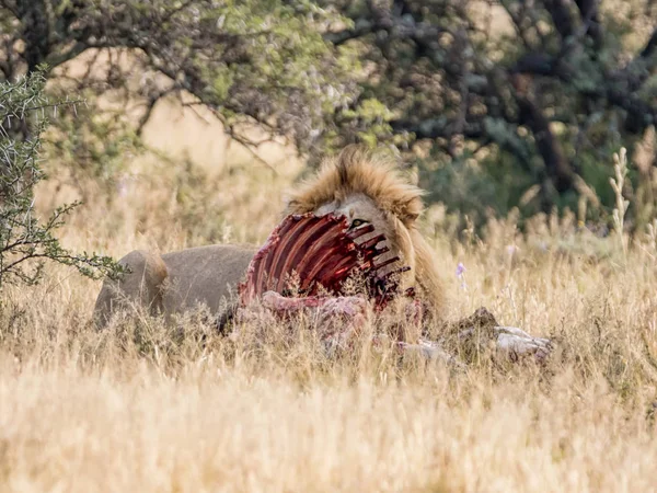 Güney Afrika Savana Onun Öldürmek Korumak Yetişkin Erkek Aslan — Stok fotoğraf