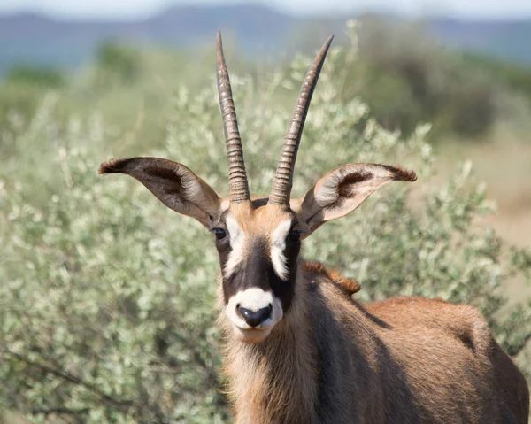 Ritratto Antelope Roan Savana Africa Australe — Foto Stock