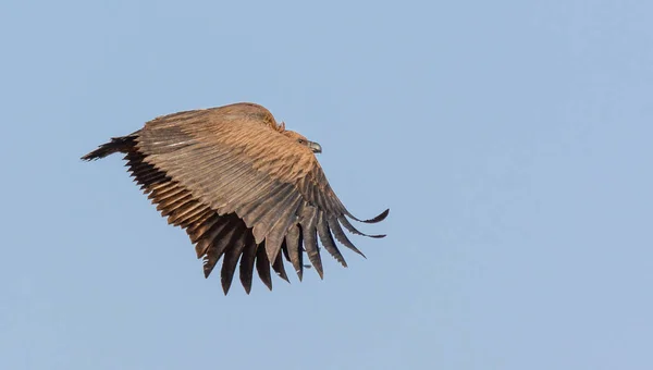 Fliegender Weißrückengeier Blauen Himmel Der Südafrikanischen Savanne — Stockfoto