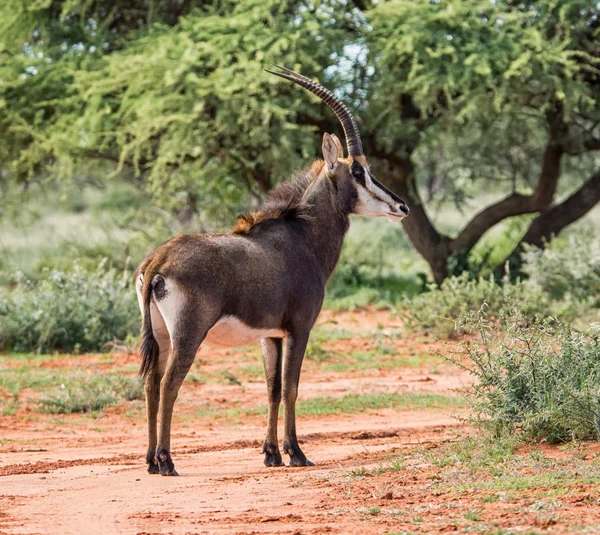 Sable Antiloper Södra Afrikanska Savannen — Stockfoto