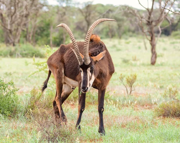 Antilopa Vraná Jižní Africké Savany — Stock fotografie