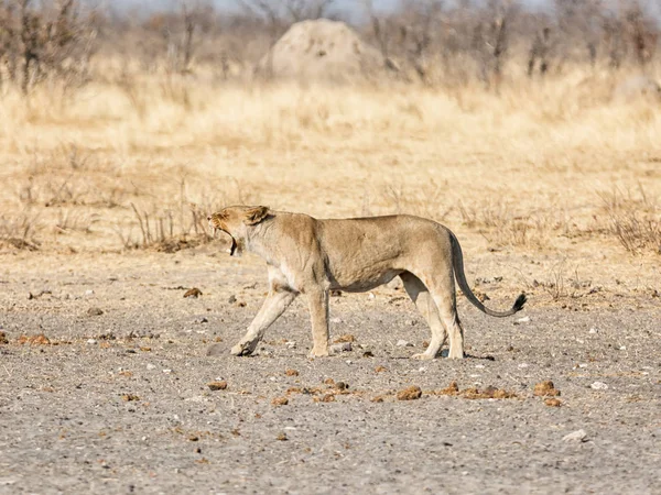 Leonessa Che Cammina Nella Savana Namibiana — Foto Stock