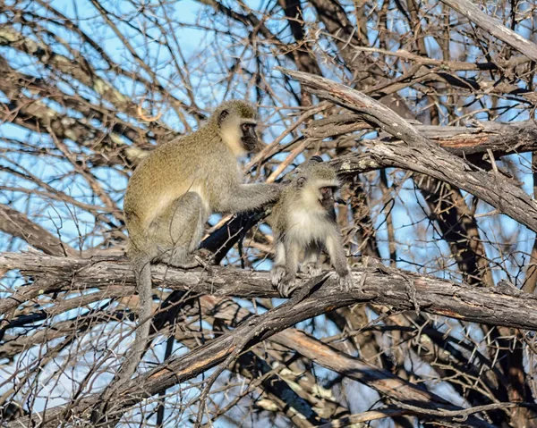 Affen Pflegen Einander Südafrikanischer Savanne — Stockfoto