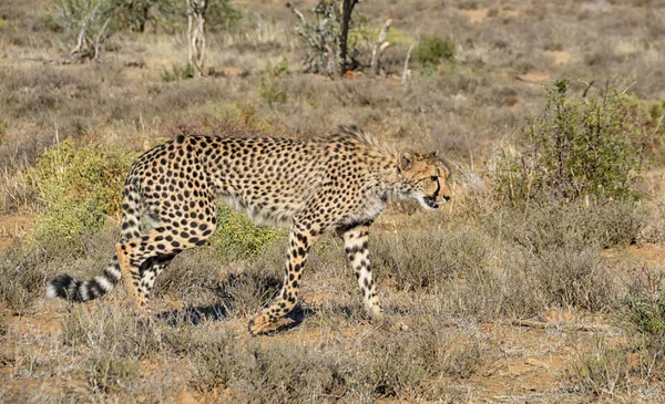 Juvenil Cheetah Güney Afrika Savana Yürüyüş — Stok fotoğraf