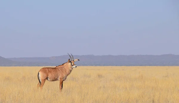 Roan Antelope Pie Sobre Fondo Hierba Seca Savannah —  Fotos de Stock