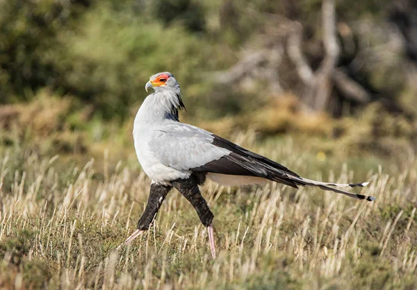 Secretarbird Walking Grassland Eastern Cape South Africa — Stock Photo, Image