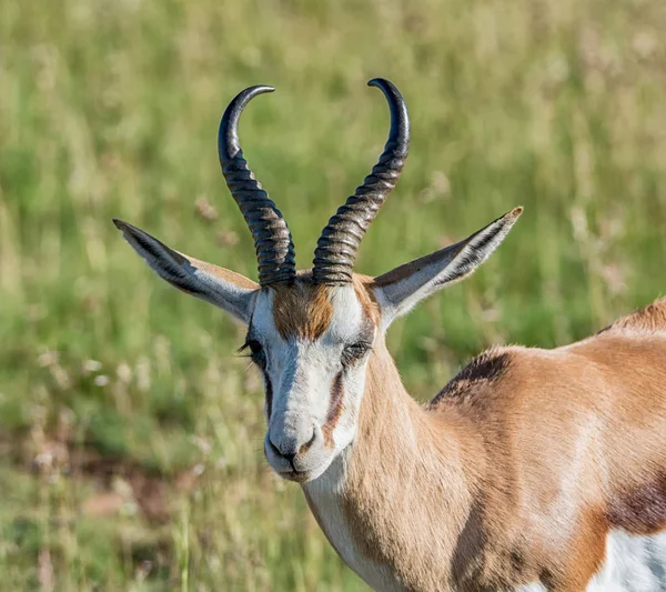 Portret Antylopy Springbok Południowej Afrykańskiej Sawanny — Zdjęcie stockowe