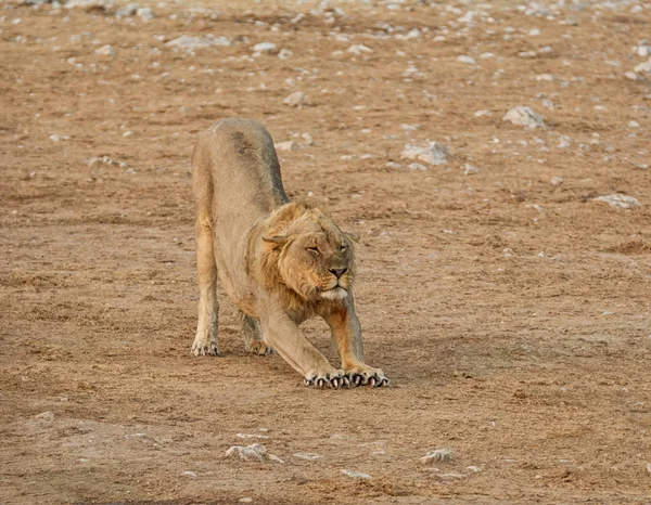 Erkek Aslan Namibya Savana Germe — Stok fotoğraf