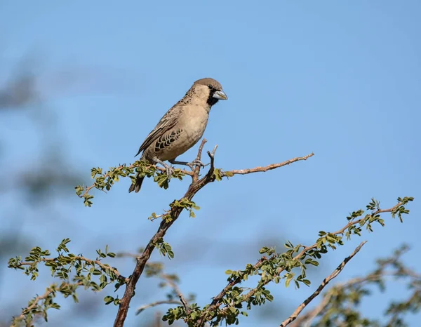 Tisserand Sociable Perché Sur Brousse Afrique Australe — Photo