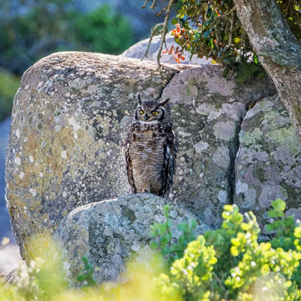 位于南部非洲岩石上的斑点鹰猫头鹰栖息地 — 图库照片