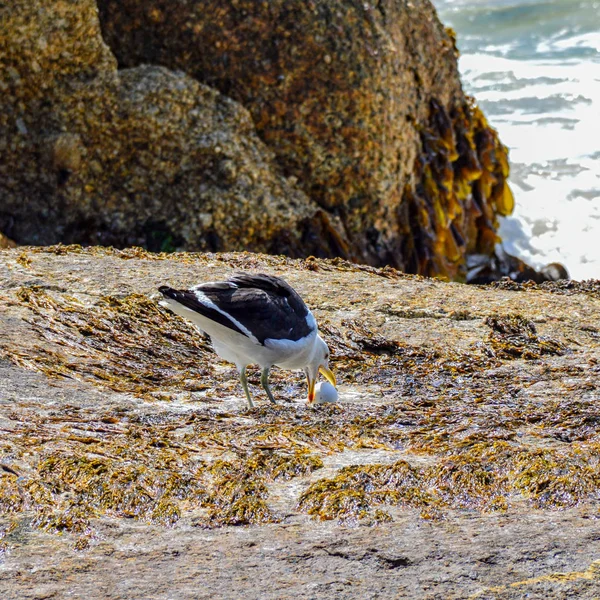 Gaivota Comendo Ovo Pinguim África Austral — Fotografia de Stock