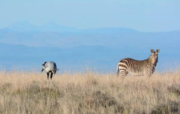 Secretarybird Και Ζέβρα Αναζήτηση Τροφής Νότια Αφρικανική Σαβάνα — Φωτογραφία Αρχείου