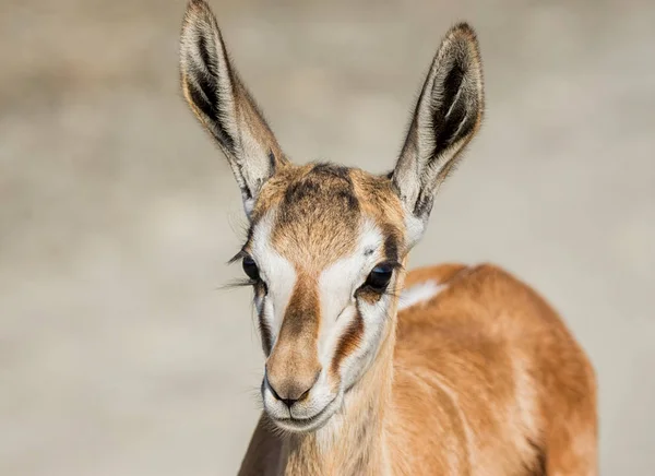 Ritratto Antilope Springbok Giovanile Nella Savana Dell Africa Australe — Foto Stock