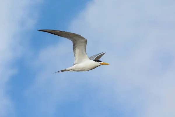 Swift Tern Volando Sobre Fondo Azul Del Cielo — Foto de Stock