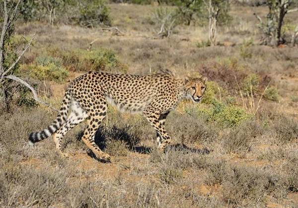 Νεανική Cheetah Περπατώντας Στα Νότια Αφρικανική Σαβάνα — Φωτογραφία Αρχείου