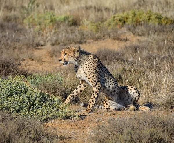 Młodzieńcze Cheetah Leżącego Ziemi Południowej Afrykańskiej Sawanny — Zdjęcie stockowe