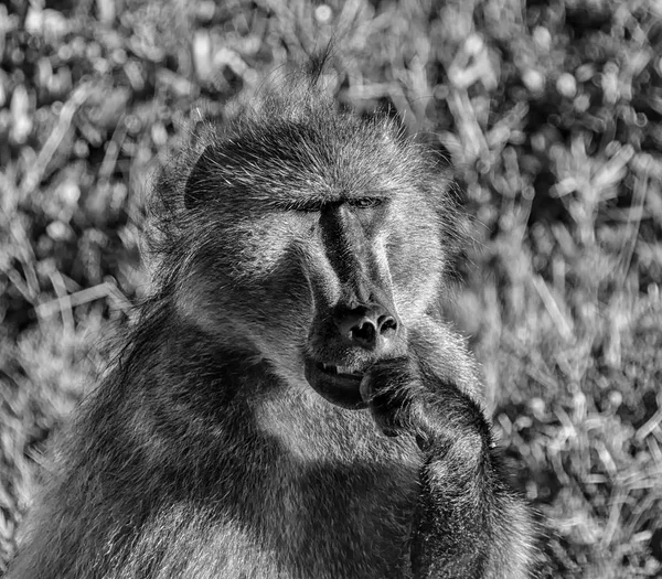 Volwassen Beerbaviaan Zitten Zuidelijk Afrika — Stockfoto