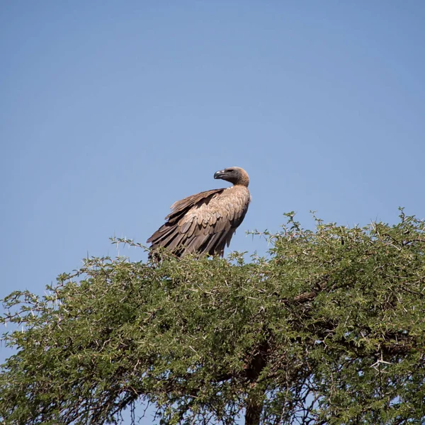 White-backed Vulture in Northern Cape, South Africa