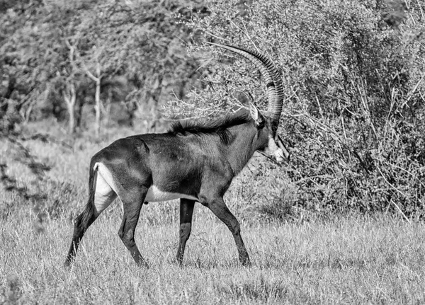 Svartvitt Foto Sable Antiloper Södra Afrikanska Savannen — Stockfoto