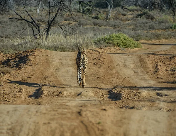 Rear view of juvenile Cheetah walking down dirty track in Southern African Savannah