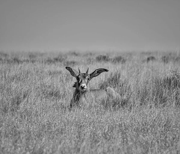 Monochromatyczne Zdjęcie Nieletnich Roan Antelope Odpoczynku Południowej Afrykańskiej Sawanny — Zdjęcie stockowe