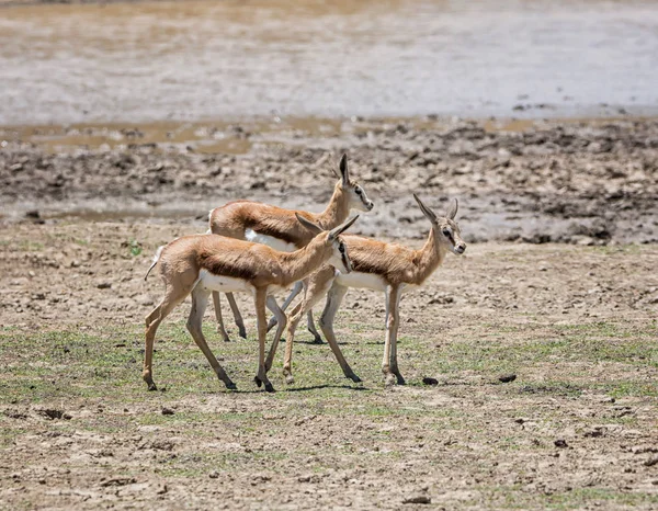 Springbok Antiloper Södra Afrikansk Savann Dagtid — Stockfoto