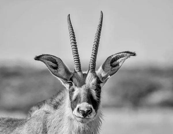 Monochrome Portrait Roan Antelope Savanna Southern Africa — Stock Photo, Image