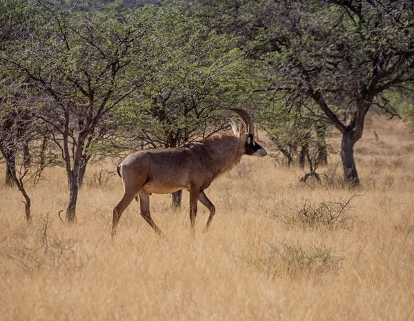 Meşin Antilop Yürüyüş Savana Güney Afrika — Stok fotoğraf