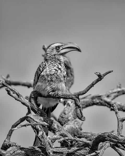 Foto Monocromática Hornbill Pico Amarillo Sentado Árbol Sur África —  Fotos de Stock