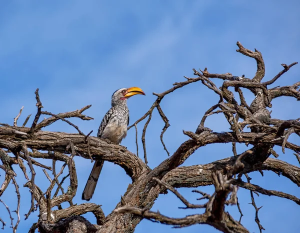 Foto Uma cobra azul sentada em um galho de árvore – Imagem de