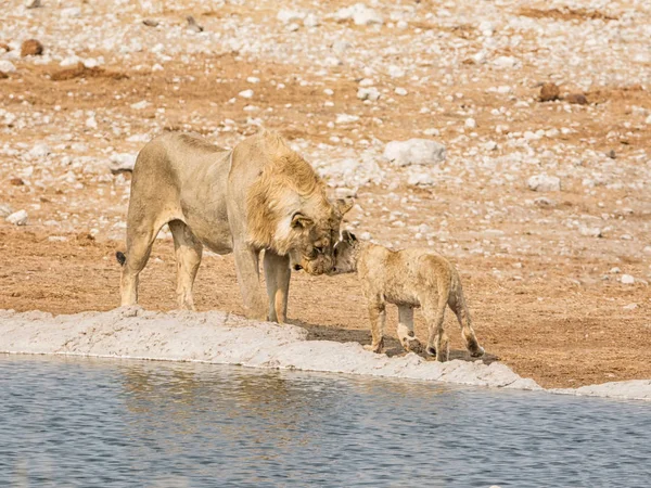 male Lion and cub together by watering hole in Namibian savanna