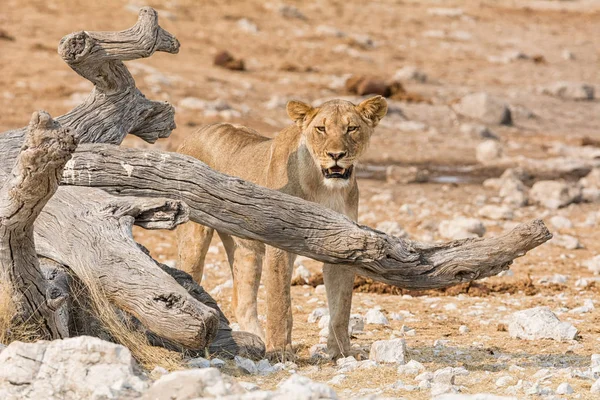 Leonessa Piedi Vicino Tronco Albero Morto Namibia Savannah — Foto Stock