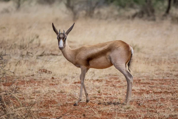 Antilope Springbok Che Cammina Nella Savana Dell Africa Australe — Foto Stock