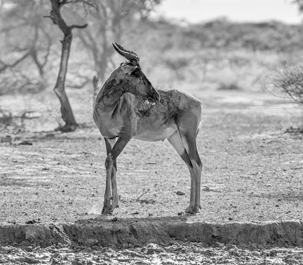 Porträt Der Sessebe Antilope Nach Rotschlammbad — Stockfoto