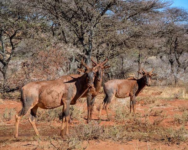 Tsessebe Антилопи Після Червоний Грязьову Ванну Саванна — стокове фото
