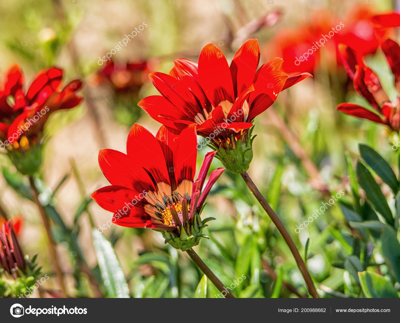 Gazania Krebsiana Fleurs Namaqualand Afrique Sud