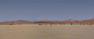 Deadvlei karşı beyaz pan zemin tezat karanlık, ölü deve diken ağaçlar ile karakterize Namibya